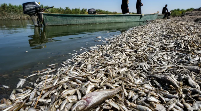 Iraq Water Pollution Disaster Destroys Fisheries Along Tigris River