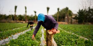 Iraq Moves Toward Digital Food Trade System with New Commodity Exchange Plan