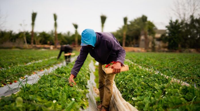 Iraq Moves Toward Digital Food Trade System with New Commodity Exchange Plan