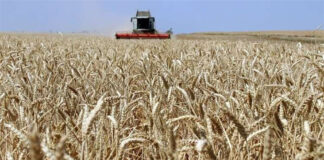 Iraq Food Security Strategy Drives Wheat Policy Amid Rising Regional Demand and Export Pressure