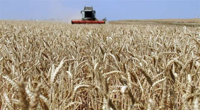 Iraq Food Security Strategy Drives Wheat Policy Amid Rising Regional Demand and Export Pressure