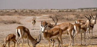Iraq Faces Wildlife Emergency as 134 Species Fight for Survival
