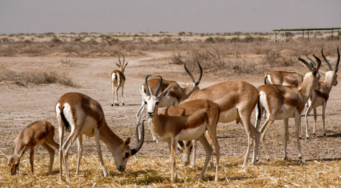 Iraq Faces Wildlife Emergency as 134 Species Fight for Survival