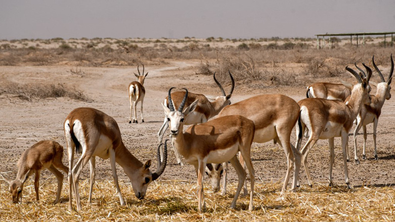 Iraq Faces Wildlife Emergency as 134 Species Fight for Survival