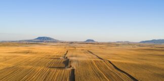 Iraq Wheat Deliveries Hit 4.8M Tons, Securing Food Supply