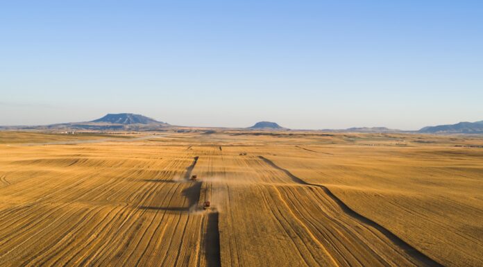 Iraq Wheat Deliveries Hit 4.8M Tons, Securing Food Supply