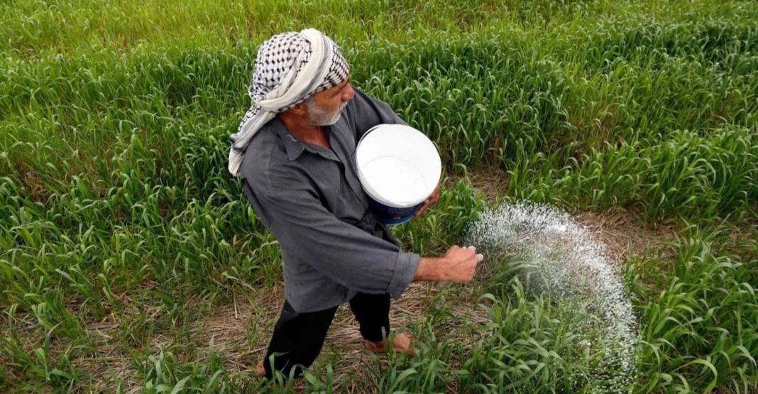 Iraq Rice Revival: Planting Surges as Farmers Seek State Support