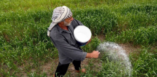 Iraq Rice Revival: Planting Surges as Farmers Seek State Support