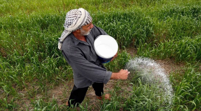 Iraq Rice Revival: Planting Surges as Farmers Seek State Support