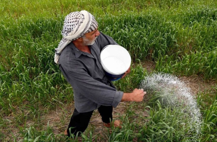 Iraq Rice Revival: Planting Surges as Farmers Seek State Support