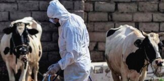 Iraq Records 145 Crimean-Congo Fever Cases as Death Toll Reaches Nine