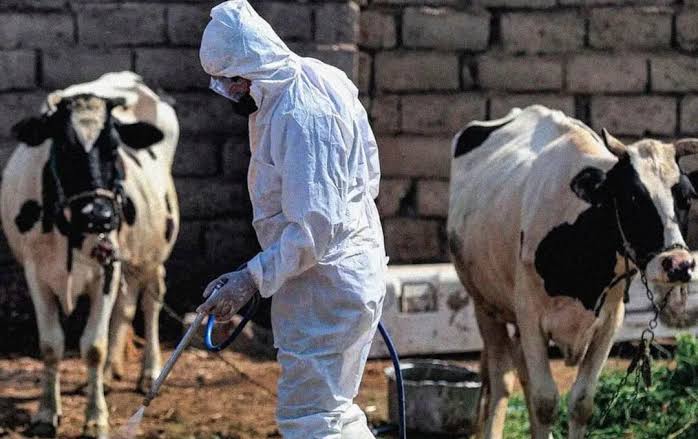 Iraq Records 145 Crimean-Congo Fever Cases as Death Toll Reaches Nine